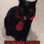 YUMMY | YUMMY YUMMY YUMMY; THE HUMAN SLAVE'S BLOOD IN MY TUMMY! | image tagged in yummy | made w/ Imgflip meme maker