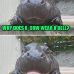 Corny hippo | WHY DOES A  COW WEAR A BELL? BECAUSE HER HORNS DON'T WORK | image tagged in corny hippo | made w/ Imgflip meme maker