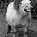 ugly horse | KIM KARDASHIAN; IN HER NATURAL FORM | image tagged in ugly horse | made w/ Imgflip meme maker