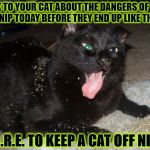 DARE CAT | TALK TO YOUR CAT ABOUT THE DANGERS OF CAT NIP TODAY BEFORE THEY END UP LIKE THIS! D.A.R.E. TO KEEP A CAT OFF NIP | image tagged in dare cat | made w/ Imgflip meme maker