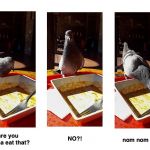 Polite Pigeon | excuse me; NO?! are you gonna eat that? nom nom nom; thanks | image tagged in polite pigeon | made w/ Imgflip meme maker