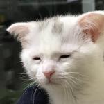 Depressed Cat meme