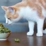 WEED CAT