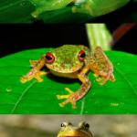 Bad Pun Frog