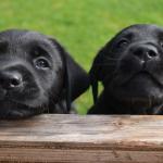 Two Labrador puppies