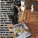 YOU LIED | HUMAN YOU SAID YOU WERE SUBSCRIBING TO THIS BECAUSE I WOULD BE FEATURED ON IT THIS MONTH! AS YOU CAN SEE I AM NOT! YOU LIED HUMAN! WHY DO YOU NEED THIS MAGAZINE WITH PICTURES OF OTHER CATS? EXPLAIN YOURSELF SLAVE! | image tagged in you lied | made w/ Imgflip meme maker