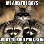 When cats go (really) bad! Me and the boys week. A CravenMoordik and Nixie.Knox event (Aug. 19-25) | ME AND THE BOYS; ABOUT TO RAID Y'ALL BLIND | image tagged in cat raccoon,me and the boys week,nixieknox,cravenmoordik,memes,funny | made w/ Imgflip meme maker