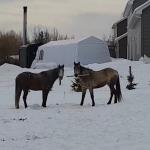 Horses caught fighting with a stick