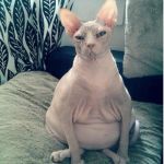 Heavily pregnant cat | “NOT PREGNANT” | image tagged in heavily pregnant cat | made w/ Imgflip meme maker