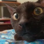 Surprised cat GIF Template