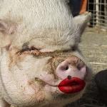 Lipstick on a pig