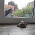 Tortoise and cat meme