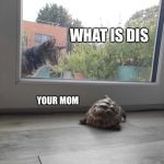 Tortoise and cat | WHAT IS DIS; YOUR MOM | image tagged in tortoise and cat | made w/ Imgflip meme maker