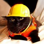 Construction Cat | BUCKLE UP BUTTERCUP! WE'RE HERE FOR THE REST OF THE YEAR! | image tagged in construction cat | made w/ Imgflip meme maker