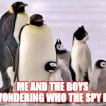 Me and the Boys Week | ME AND THE BOYS WONDERING WHO THE SPY IS | image tagged in memes,me and the boys week,pinguins,cat | made w/ Imgflip meme maker