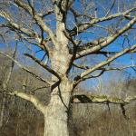 400 yr old Oak tree