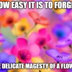 flowers | HOW EASY IT IS TO FORGET; THE DELICATE MAGESTY OF A FLOWER | image tagged in flowers | made w/ Imgflip meme maker