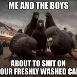 Pigeons | ME AND THE BOYS; ABOUT TO SHIT ON YOUR FRESHLY WASHED CAR | image tagged in pigeons,me and the boys week | made w/ Imgflip meme maker