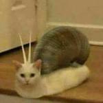 cat snail meme