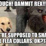 dog next to werewolf | OUCH! DAMMIT REX!!! WE'RE SUPPOSED TO SHARE THE FLEA COLLARS, OK?1?!? | image tagged in dog next to werewolf | made w/ Imgflip meme maker