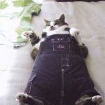 Fat Cat | JUST...ONE...MORE CHEESEBURGER | image tagged in memes,fat cat | made w/ Imgflip meme maker