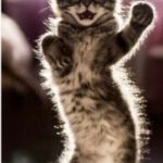 Dancing Tabby | NEW ICON DANCE; GIVE IT TO ME    I'M WORTH IT! | image tagged in dancing tabby | made w/ Imgflip meme maker