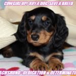 Cowgirl Up! | COWGIRL UP!  BUY A DOG, SAVE A BREED; DACHSHUND=DEDICATION & DETERMINATION | image tagged in cowgirl up | made w/ Imgflip meme maker