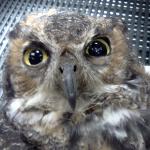 Twitchy Eyed Owl