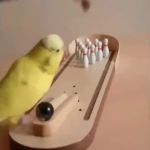 bowling parrot GIF Template