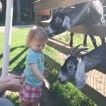 Baby and goat GIF Template