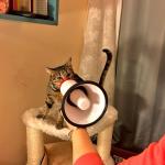 Megaphone Cat