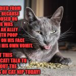 OVERDOSE | THIS IS CARL. HE DIED FROM A STROKE BECAUSE HE OVERDOSED ON CAT NIP. HE WAS FOUND IN AN ALLEY NAKED WITH POOP SMEARED ON HIS FACE LAYING IN HIS OWN VOMIT. DON'T LET THIS BE YOUR CAT! TALK TO THEM ABOUT THE DANGERS OF CAT NIP TODAY! | image tagged in overdose | made w/ Imgflip meme maker