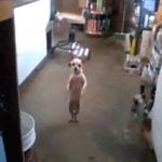 Dancing doggo GIF Template