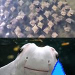 Sting Rays | WHEN EVERYONE FINDS OUT YOU KILLED STEVE AND THEY DISOWN YOU | image tagged in sting rays | made w/ Imgflip meme maker