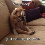 When your dad be like.. | Not asleep.. just resting my eyes. | image tagged in sleepy dog,dads,humor | made w/ Imgflip meme maker