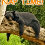 b4 | NAP TIME! | image tagged in b4 | made w/ Imgflip meme maker