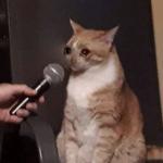 cyring cat with microphone