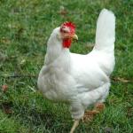 white *rooster