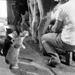 One Cow, Three Cats and Some (Very) Fresh Milk