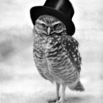 gentleman owl