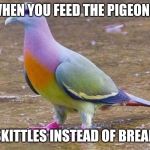 Skittles pigeon | WHEN YOU FEED THE PIGEONS; SKITTLES INSTEAD OF BREAD | image tagged in skittles pigeon | made w/ Imgflip meme maker