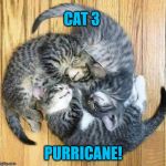 3Kittens | CAT 3; PURRICANE! | image tagged in 3kittens | made w/ Imgflip meme maker