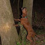 Redbone coonhound coonhunting meme