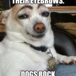 dog eyebrows | PEOPLE AND THEIR EYEBROWS. DOGS ROCK THEM BETTER. | image tagged in dog eyebrows | made w/ Imgflip meme maker
