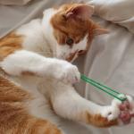 cat rubber band