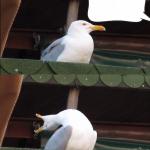 Inhaling Reply Seagull meme