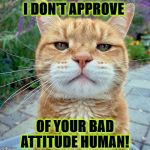 I DON'T APPROVE | I DON'T APPROVE; OF YOUR BAD ATTITUDE HUMAN! | image tagged in i don't approve | made w/ Imgflip meme maker