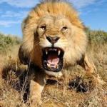 Lion mad