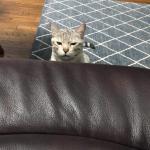 Skeptical Cat