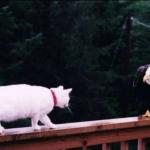 Overconfidence Cat Versus Eagle
